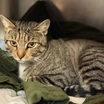 Pinocchio - Three-legged cuddler -  Domestic Short Hair Cat for Adoption in Flagstaff, Arizona - Pinocchio - Three-legged Cuddler | PetCurious