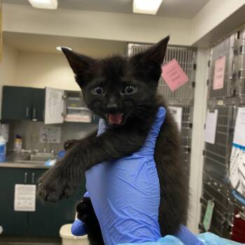 Domestic Short Hair Cats Available for Adoption in Los Angeles, California - Marina | PetCurious