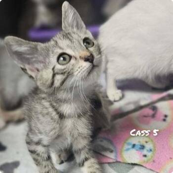 Cass 5 -  Siamese Cat for Adoption in Sullivan, Indiana - Cass 5 | PetCurious