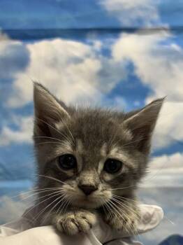 Joshua -  Domestic Short Hair Cat for Adoption in San Antonio, Texas - Joshua | PetCurious