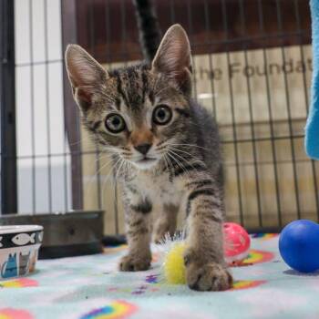 Kit -  Domestic Short Hair Cat for Adoption in Bradenton, Florida - Kit | PetCurious