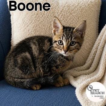 Boone -  Domestic Short Hair Cat for Adoption in Washington, Pennsylvania - Boone | PetCurious