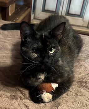 Tortoiseshell Cats Available for Adoption in Palo Alto, California - Mistee | PetCurious