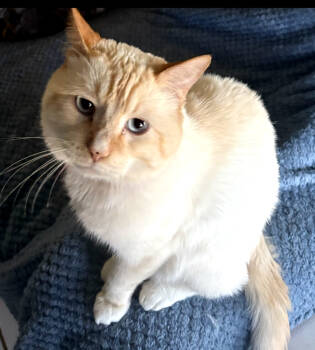 Rescue Siamese Cats for Adoption in Phoenix, Arizona - Wedo | PetCurious