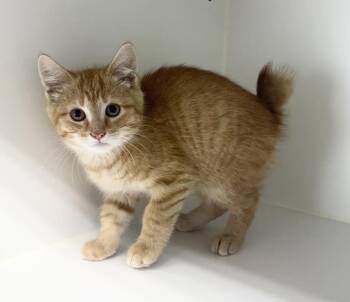 Archie -  Domestic Short Hair and Manx Cat for Adoption in Rochester, Indiana - Archie | PetCurious