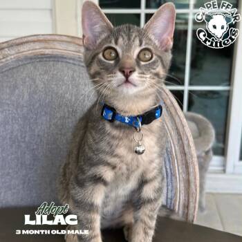 Lilac -  Domestic Short Hair Cat for Adoption in Wilmington, North Carolina - Lilac | PetCurious