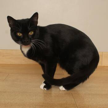 Space Tower C71181 -  Domestic Short Hair Cat for Adoption in Minnetonka, Minnesota - Space Tower C71181 | PetCurious