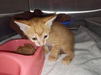 A389296 -  Domestic Short Hair Cat for Adoption in Ocala, Florida - A389296 | PetCurious