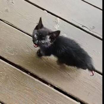 Shadow -  Domestic Short Hair Cat for Adoption in Rochester, Minnesota - Shadow | PetCurious