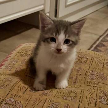 Domestic Short Hair Cats Available for Adoption in New Orleans, Louisiana - Izzy | PetCurious