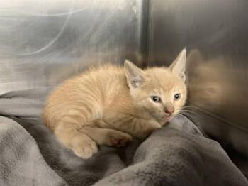 SUPER KITTY -  Domestic Short Hair Cat for Adoption in Grand Prairie, Texas - SUPER KITTY | PetCurious