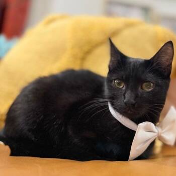 Alfred Royal -  Bombay and Domestic Short Hair Cat for Adoption in Friendswood, Texas - Alfred Royal | PetCurious