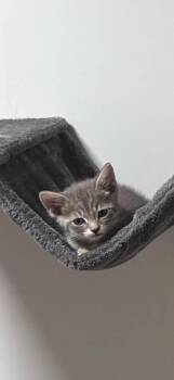 Side Salad -  Domestic Short Hair Cat Available for Adoption in Lincoln, Nebraska - Side Salad | PetCurious