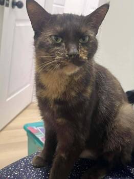 Domestic Short Hair Cats Available for Adoption - Raya | PetCurious