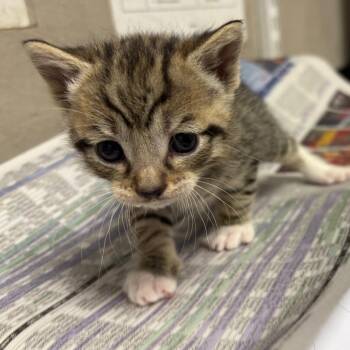 Domestic Short Hair Cats Available for Adoption - Taffy | PetCurious