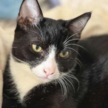 Ricky (js) -  Domestic Short Hair Cat for Adoption in Los Angeles, California - Ricky (js) | PetCurious