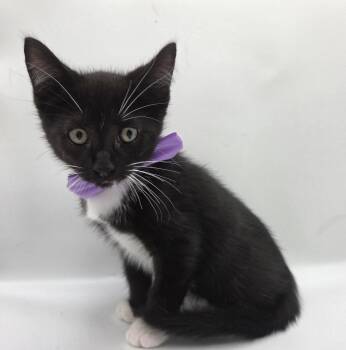 Jelly -  Domestic Short Hair and Tuxedo Cat for Adoption in Attalla, Alabama - Jelly | PetCurious
