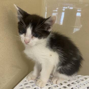 Domestic Short Hair Cats Available for Adoption - Ram | PetCurious