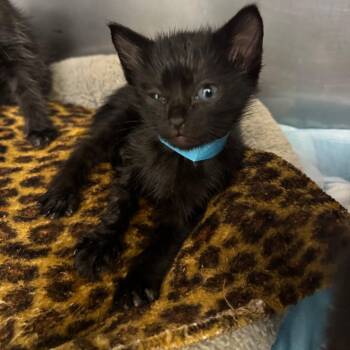Louise -  Domestic Short Hair Cat for Adoption in Los Angeles, California - Louise | PetCurious