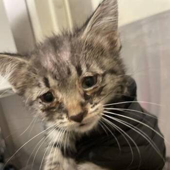 Nana -  Domestic Short Hair Cat for Adoption in Chicago, Illinois - Nana | PetCurious