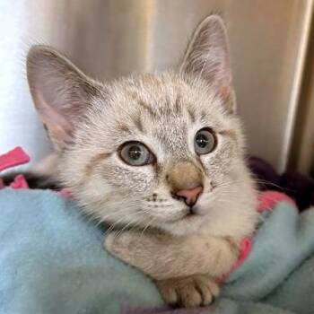 Domestic Short Hair Cats Available for Adoption in Woodinville, Washington - Blueberry | PetCurious