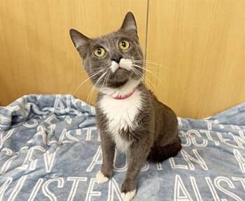 HALLIGAN -  Domestic Medium Hair Cat Available for Adoption in Brentwood, Missouri - HALLIGAN | PetCurious