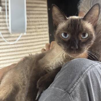 Marlow 8424 -  Siamese Cat for Adoption in Lee
