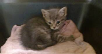 Domestic Short Hair Cats Available for Adoption in Oklahoma City, Oklahoma - JINSHI | PetCurious