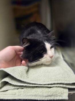 Mojo Jojo -  Domestic Long Hair and Domestic Short Hair Cat for Adoption in Westland, Michigan - Mojo Jojo | PetCurious