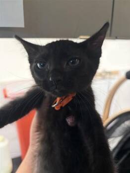 MANGO -  Domestic Short Hair Cat for Adoption in Houston, Texas - MANGO | PetCurious