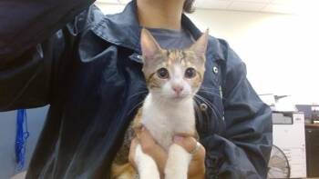 CHANEL -  Domestic Short Hair Cat for Adoption in Doral, Florida - CHANEL | PetCurious