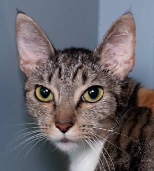 Domestic Short Hair Cats Available for Adoption in Boston, Massachusetts - HARU | PetCurious