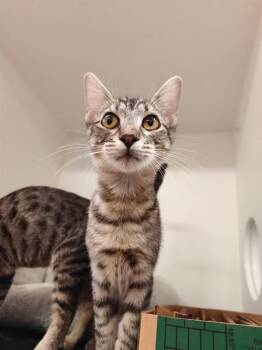 LARA -  Domestic Short Hair Cat for Adoption in Sugar Land, Texas - LARA | PetCurious