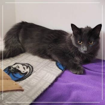 Gin Fizz -  Domestic Medium Hair Cat for Adoption in Dearborn, Michigan - Gin Fizz | PetCurious