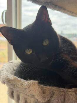 Mr. Black -  Domestic Short Hair Cat for Adoption in Roosevelt, Utah - Mr. Black | PetCurious