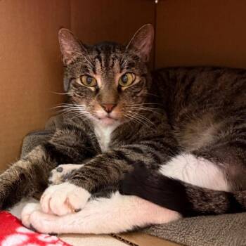 Domestic Short Hair Cats Available for Adoption in Ballston Spa, New York - Rusty | PetCurious