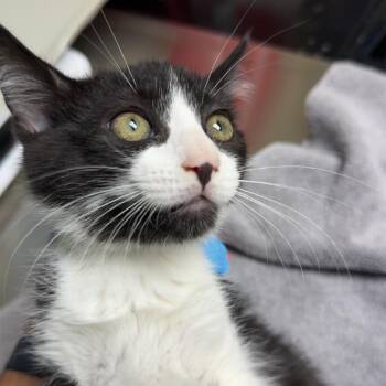 MJ -  Domestic Medium Hair Cat for Adoption in Lakewood, Colorado - MJ | PetCurious