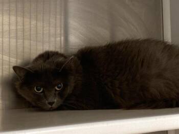 DOLORES -  Domestic Long Hair Cat for Adoption in Tustin, California - DOLORES | PetCurious