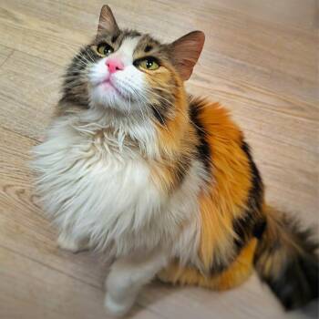 Domestic Long Hair Cats Available for Adoption in Santa Fe, New Mexico - Tithonia | PetCurious