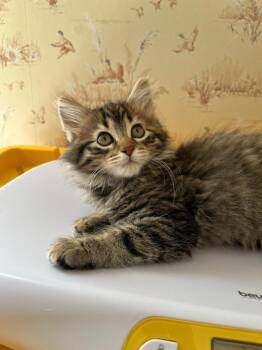 Lexie -  Domestic Long Hair Cat for Adoption - Lexie | PetCurious