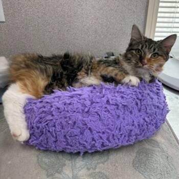 Rescue Domestic Short Hair Cats for Adoption in Jupiter, Florida - Jeneva | PetCurious