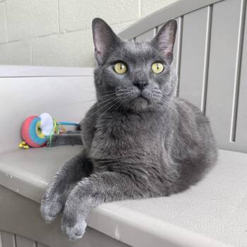 Domestic Short Hair Cats Available for Adoption in Winchester, Virginia - Peyton | PetCurious