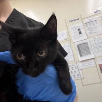 Snooki -  Domestic Short Hair Cat Available for Adoption in Charleston, South Carolina - Snooki | PetCurious