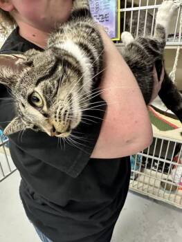 Rescue Domestic Short Hair Cats for Adoption in East Lansing, Michigan - Noodle | PetCurious