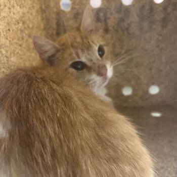Domestic Short Hair Cats Available for Adoption in Harrisonburg, Virginia - 70888 | PetCurious