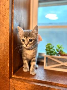 Dahlia Lumberton -  Tabby and Domestic Short Hair Cat for Adoption in Friendswood, Texas - Dahlia Lumberton | PetCurious