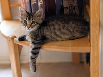 Winnebago26 -  Domestic Medium Hair Cat for Adoption in Youngsville, North Carolina - Winnebago26 | PetCurious
