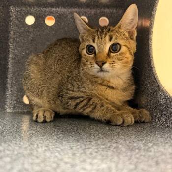 Brella -  Domestic Short Hair Cat for Adoption in Birmingham, Alabama - Brella | PetCurious