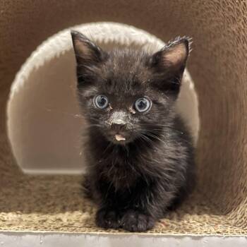 Beans -  Domestic Short Hair Cat for Adoption in San Antonio, Texas - Beans | PetCurious