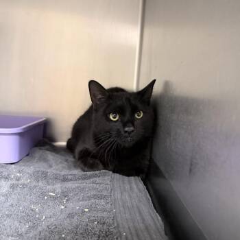 Domestic Short Hair Cats Available for Adoption - Coal | PetCurious